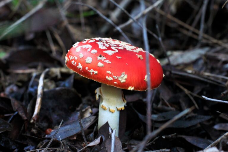 Buying Magic Mushrooms Online: A Guide