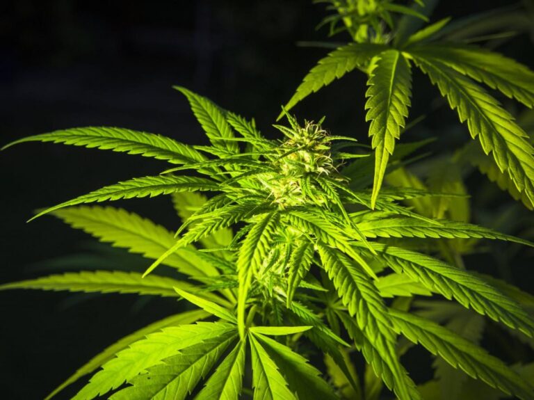 cbd hemp flower