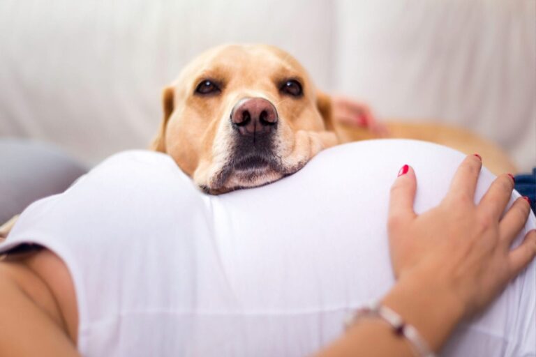 pet care animal hospital